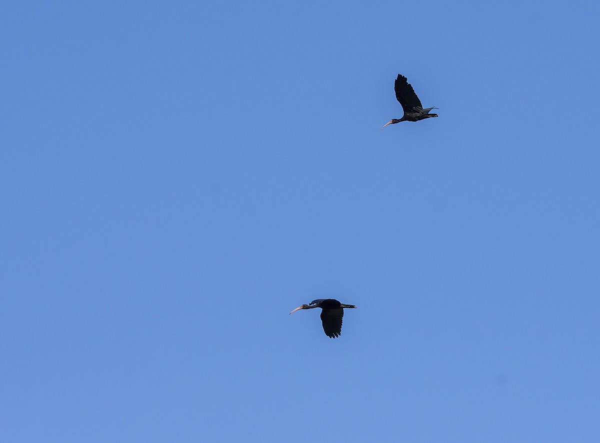 Bare-faced Ibis - Sidinei Rampin