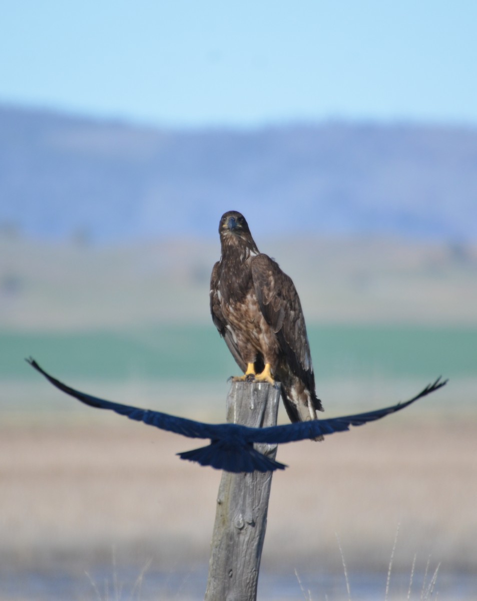 Bald Eagle - ML318974841