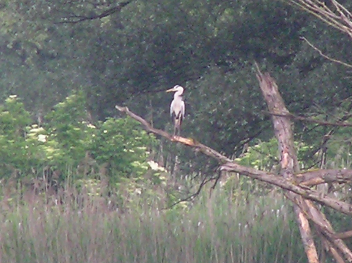 Gray Heron - ML318976031