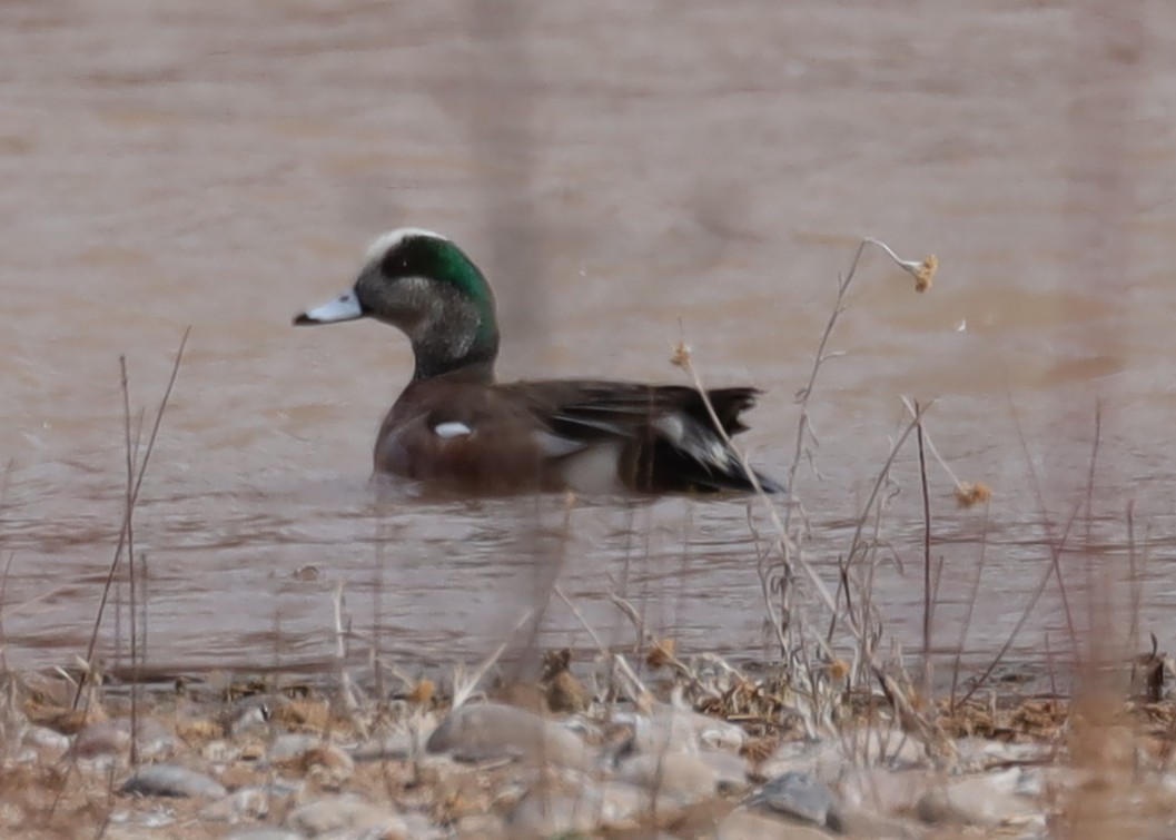 American Wigeon - ML318976221