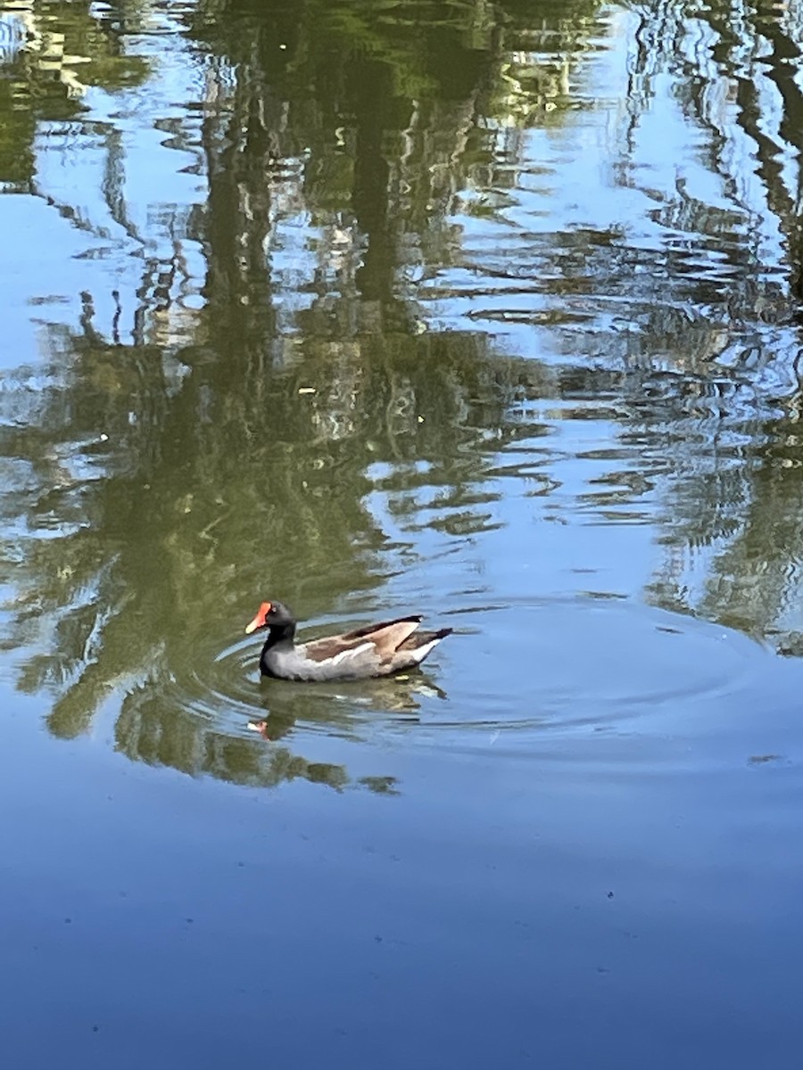 Gallinule d'Amérique - ML318976351