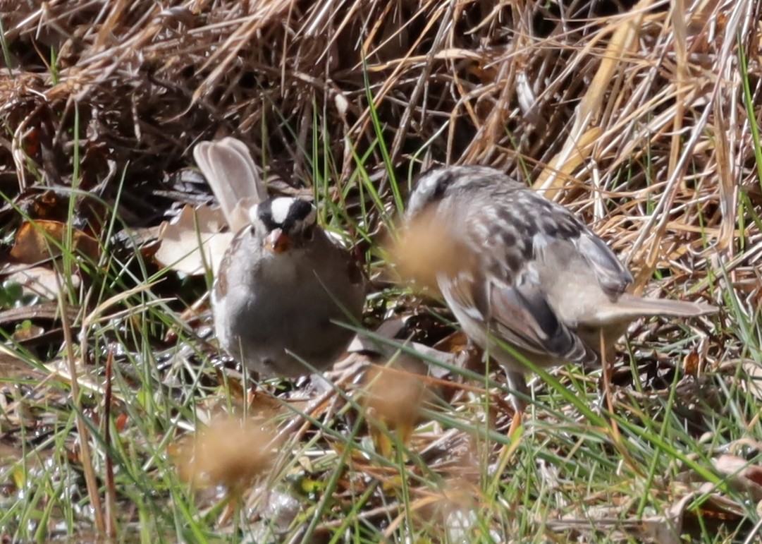 White-crowned Sparrow - ML318976921