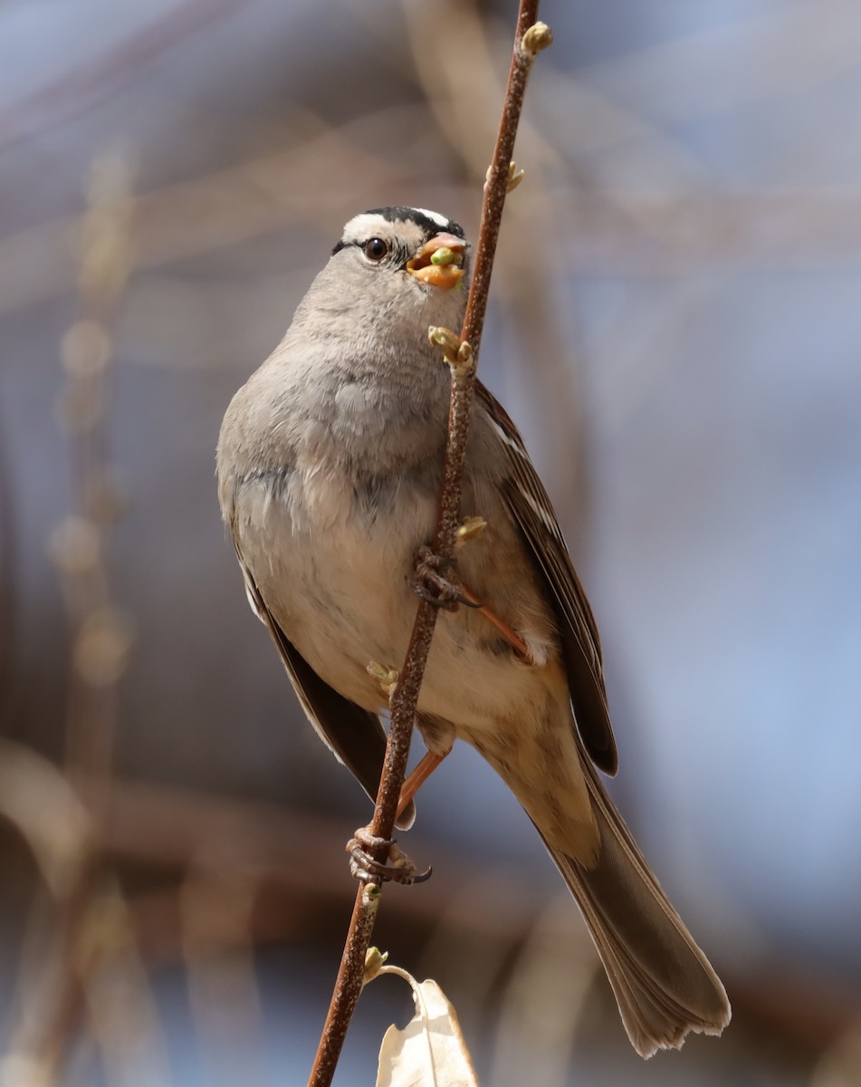 White-crowned Sparrow - ML318977021