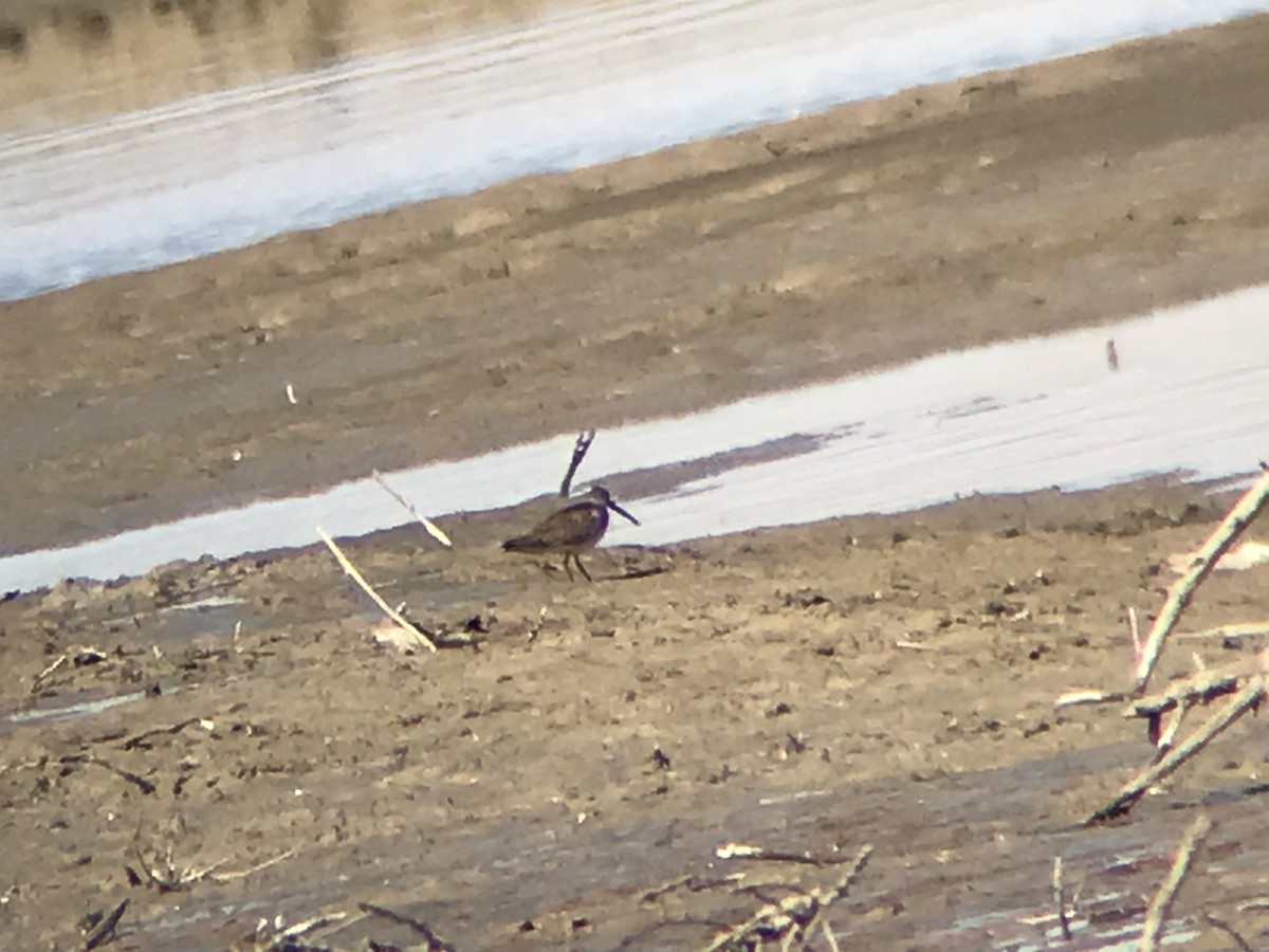 Long-billed Dowitcher - Roy Morris