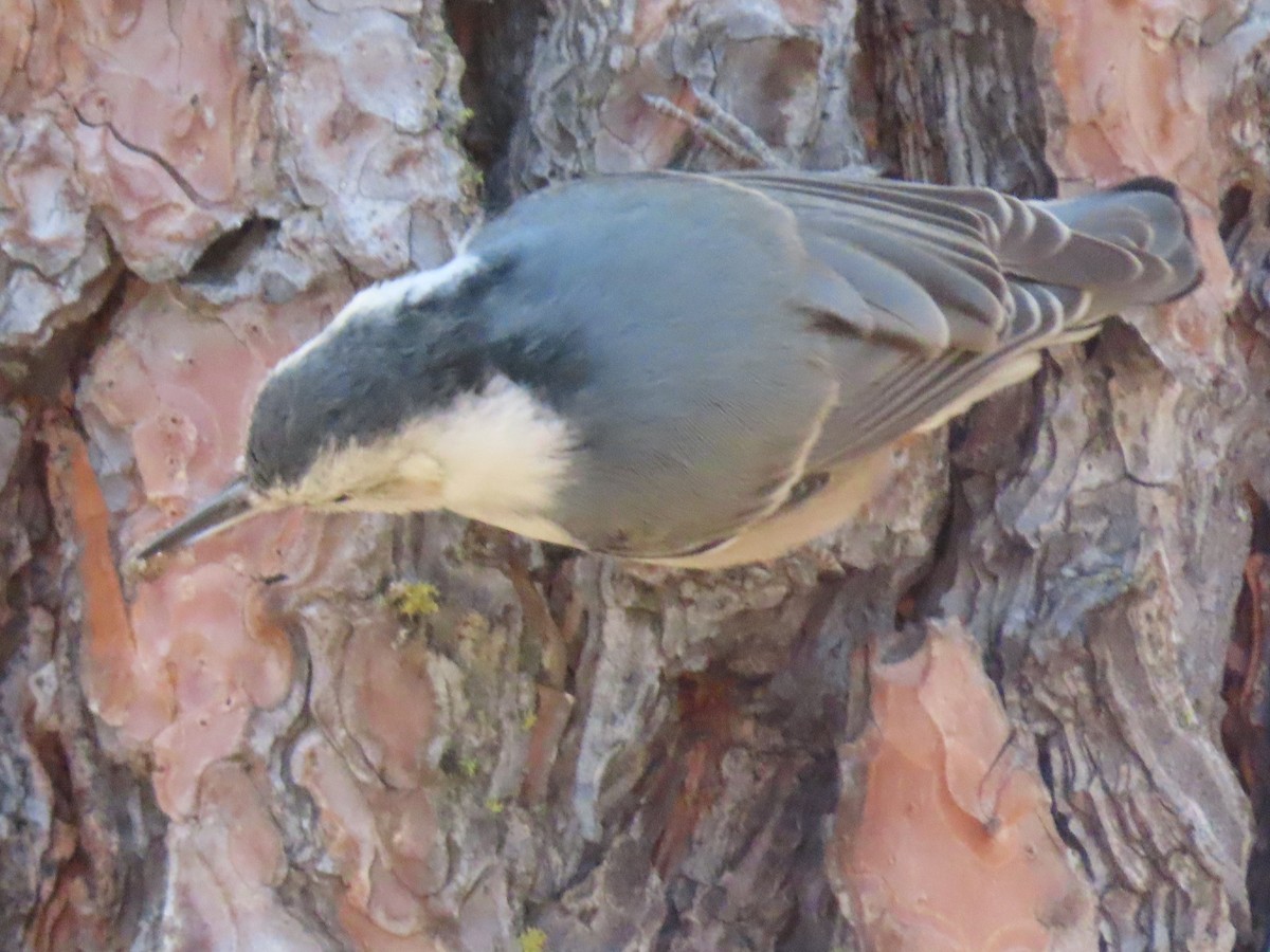 White-breasted Nuthatch - ML318978341