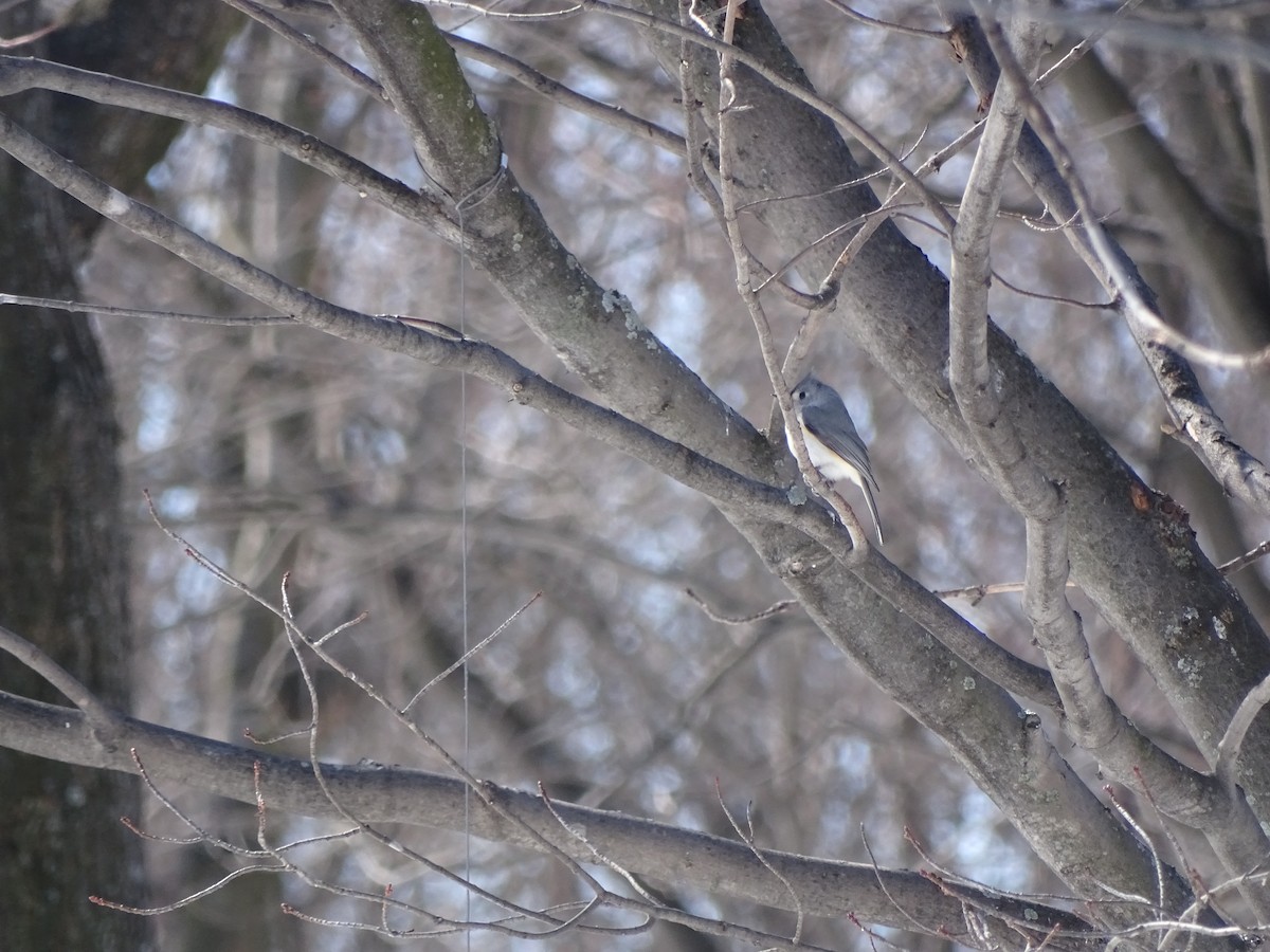 Tufted Titmouse - ML318978681