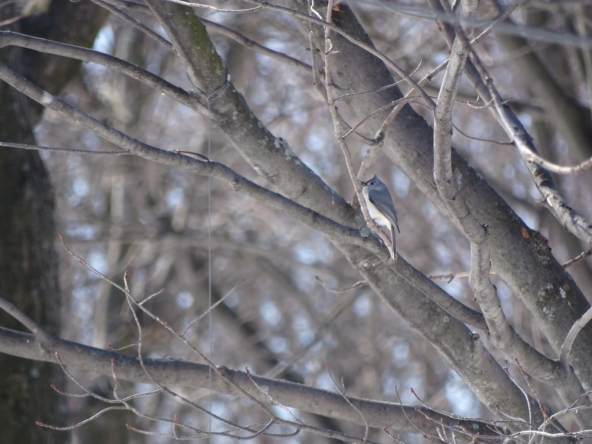 Tufted Titmouse - ML318978811