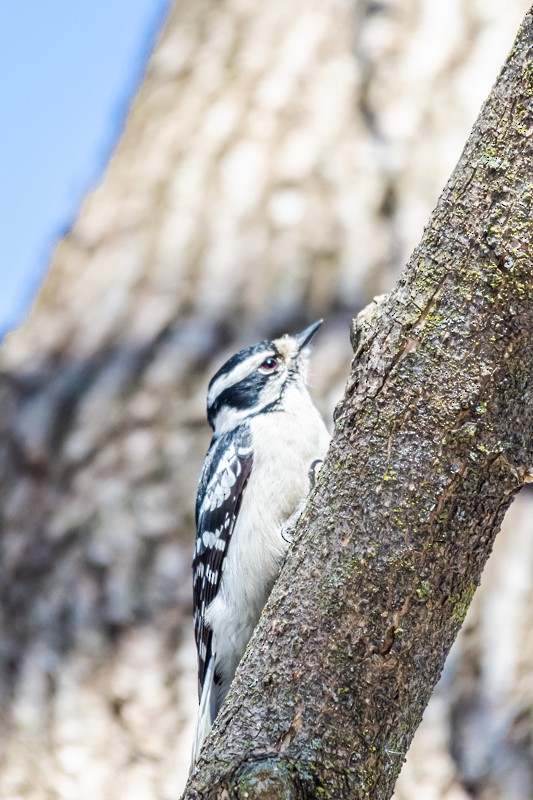 Downy Woodpecker - ML318981131