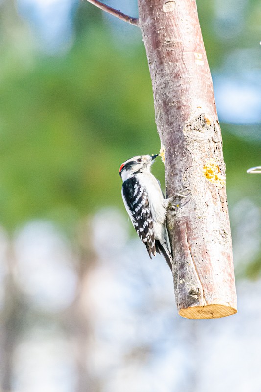 Downy Woodpecker - ML318981141