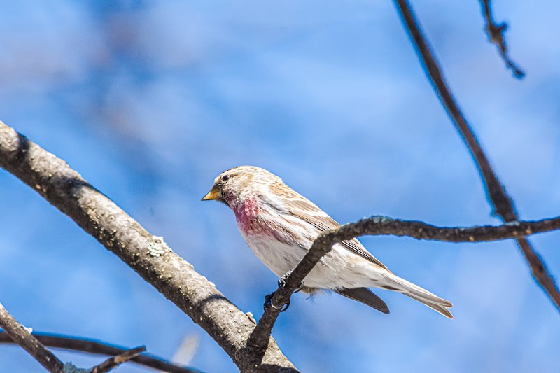 Common Redpoll - ML318981481