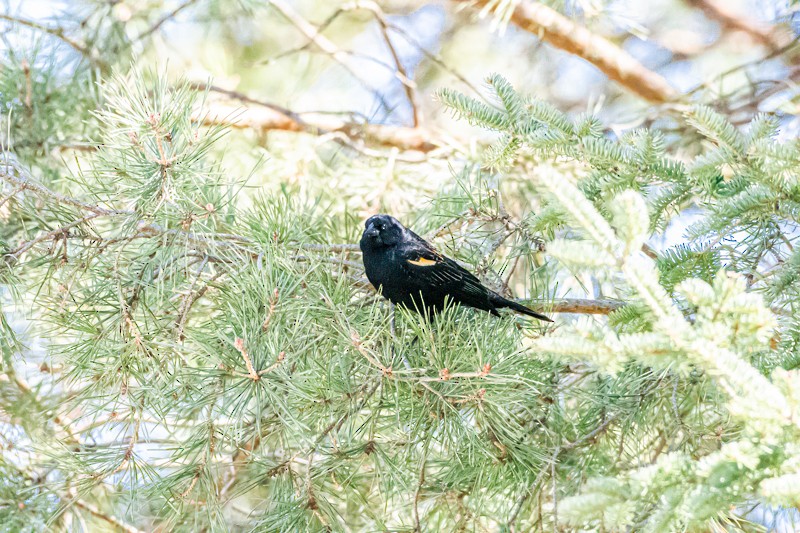 Red-winged Blackbird - ML318981621