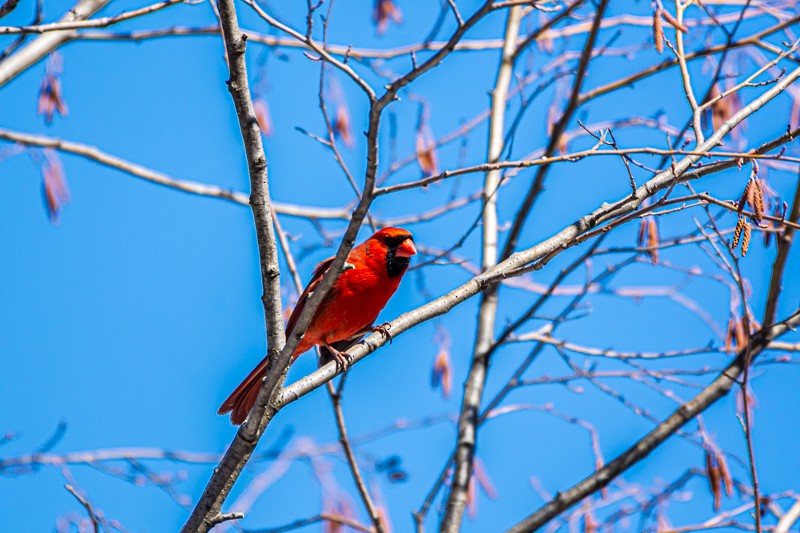 Cardinal rouge - ML318981661