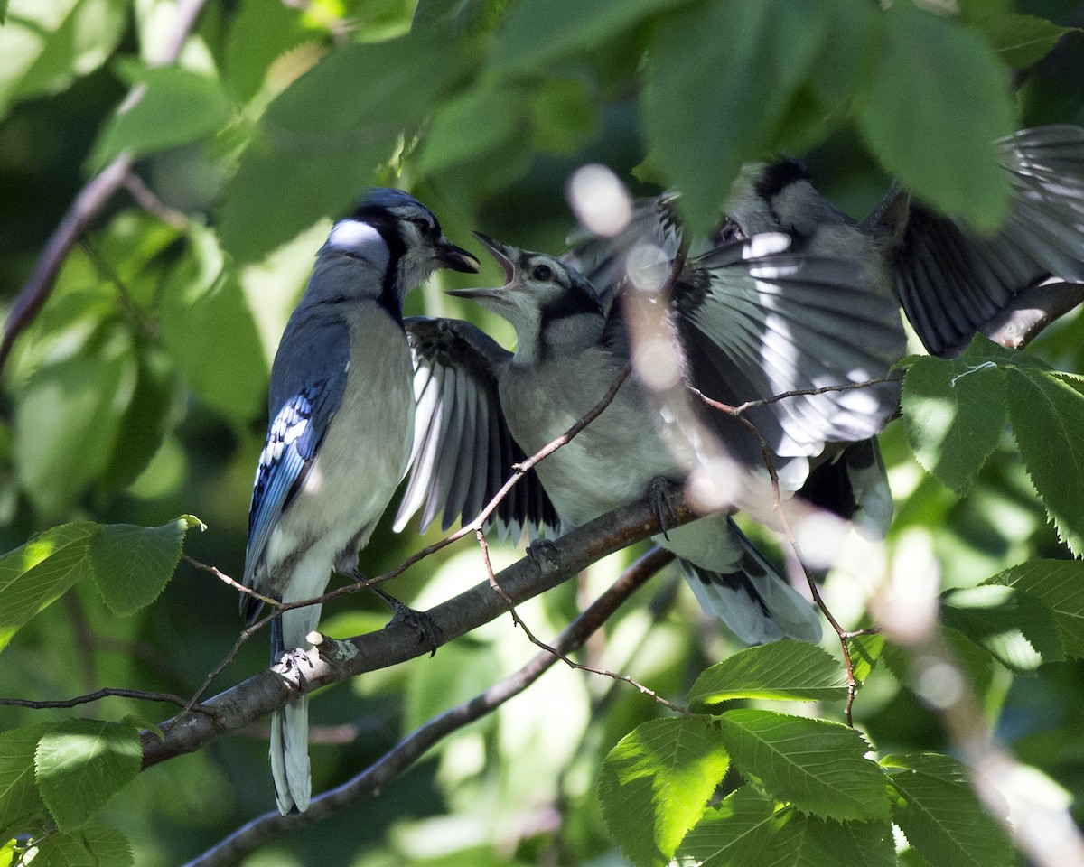 Blue Jay - Naseem Reza