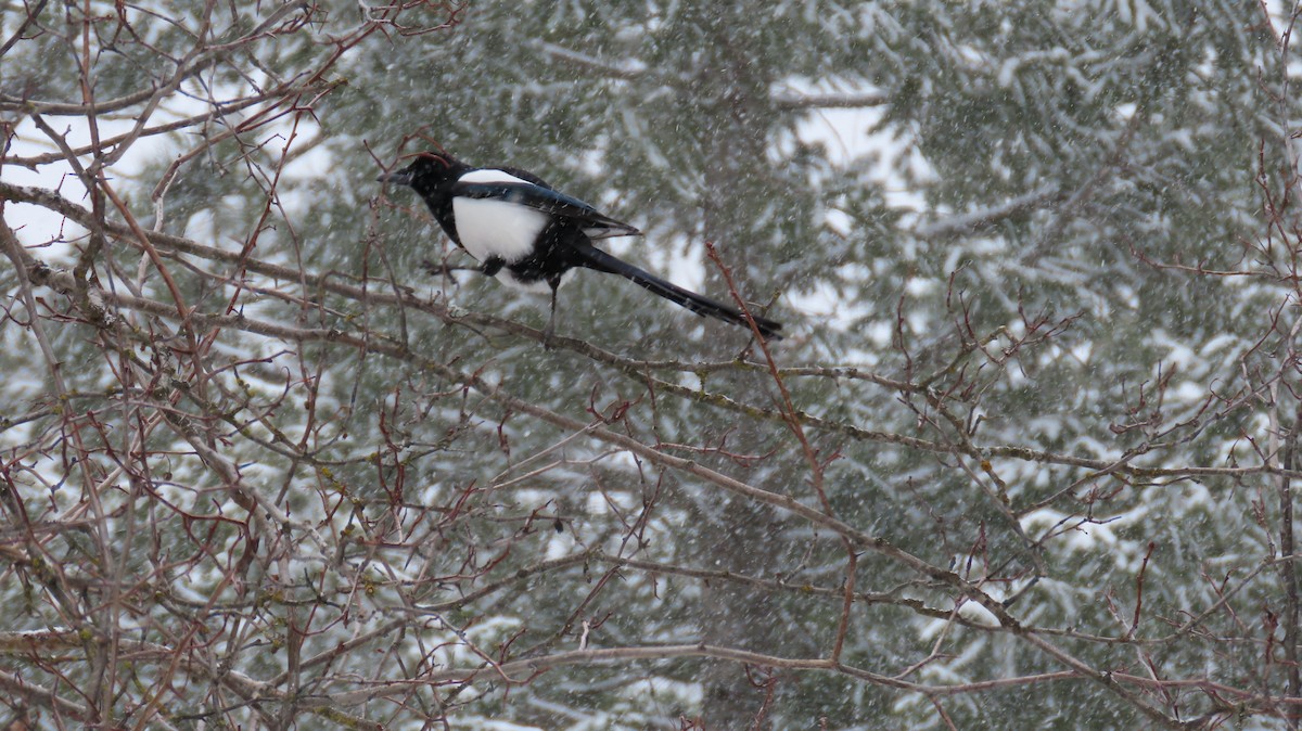 Mika iparramerikarra - ML318984651