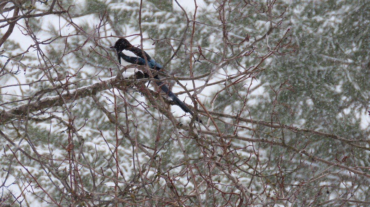 Mika iparramerikarra - ML318984661