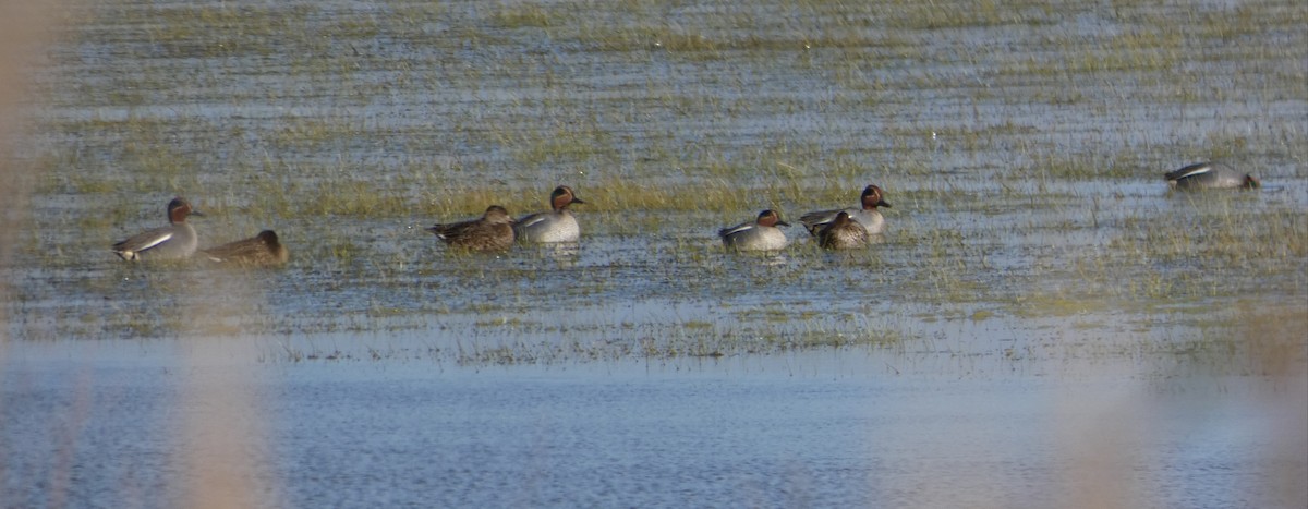 Green-winged Teal - ML318986381