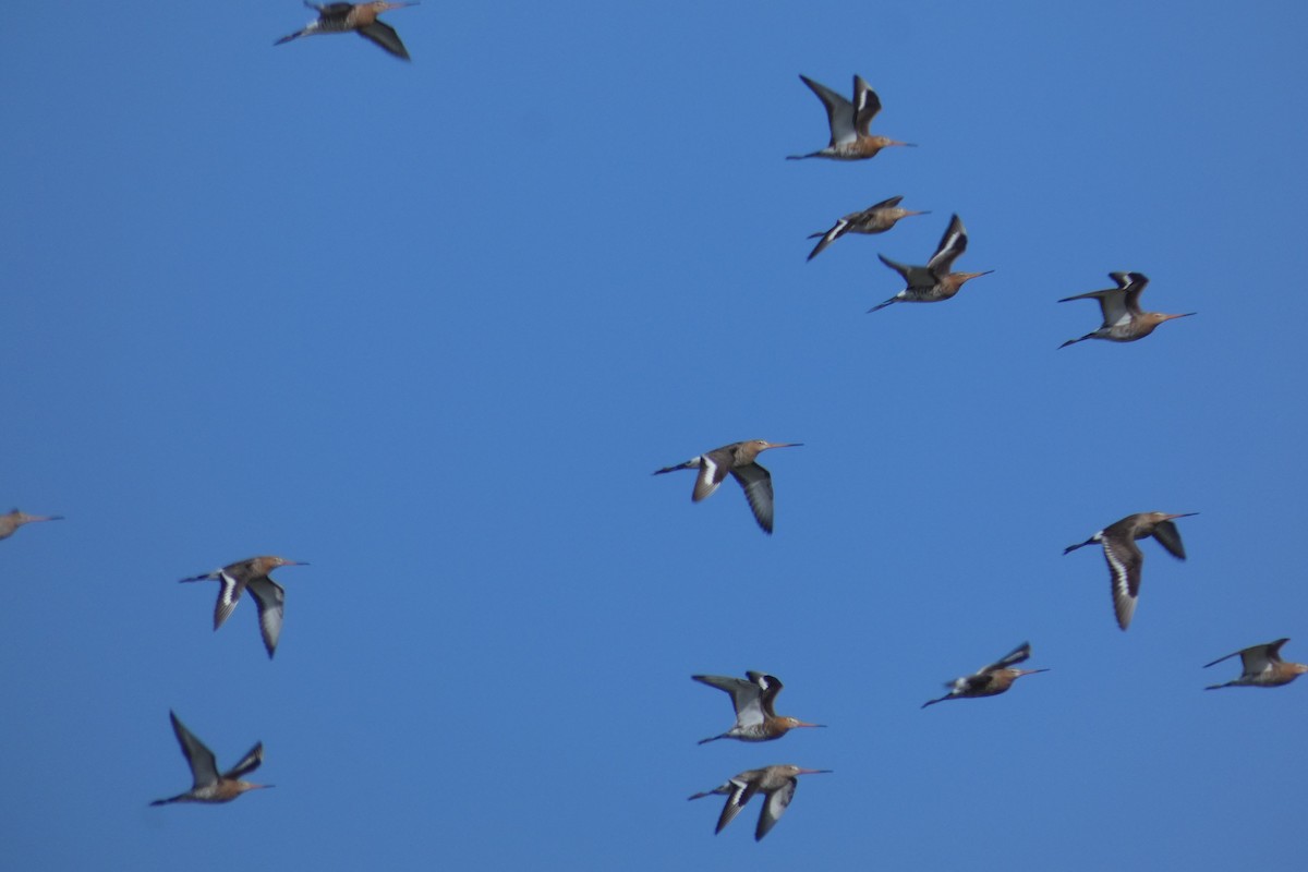 Black-tailed Godwit - ML318986781