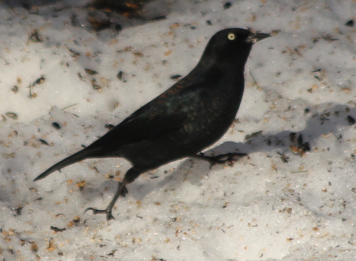 Rusty Blackbird - ML318987301