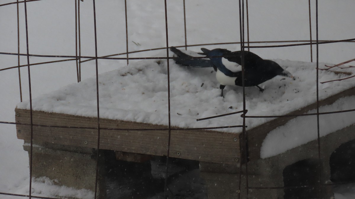 Mika iparramerikarra - ML318987461