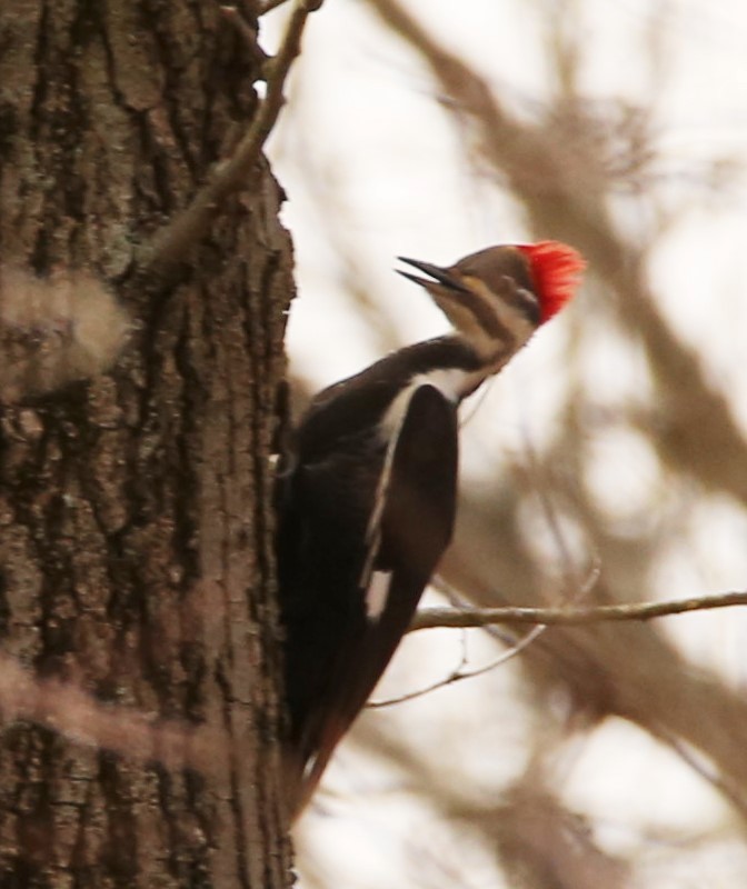 Pileated Woodpecker - ML318987691