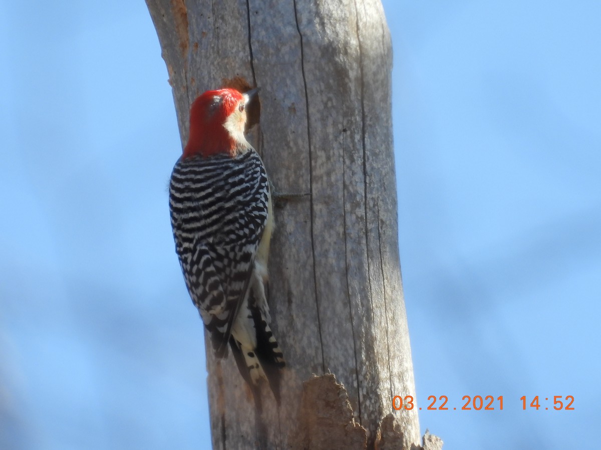 Red-bellied Woodpecker - ML318988591