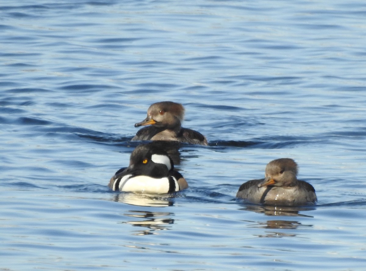 Hooded Merganser - Dave Milsom