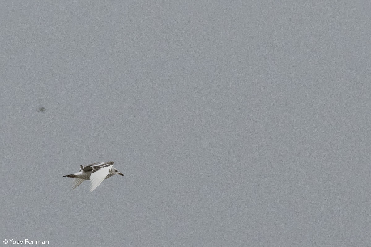 Yellow-legged Gull - Yoav Perlman