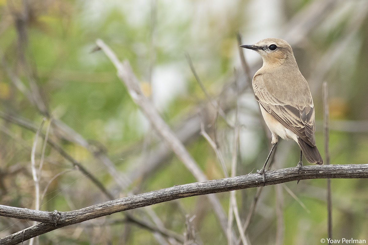 Isabelline Wheatear - ML318990221