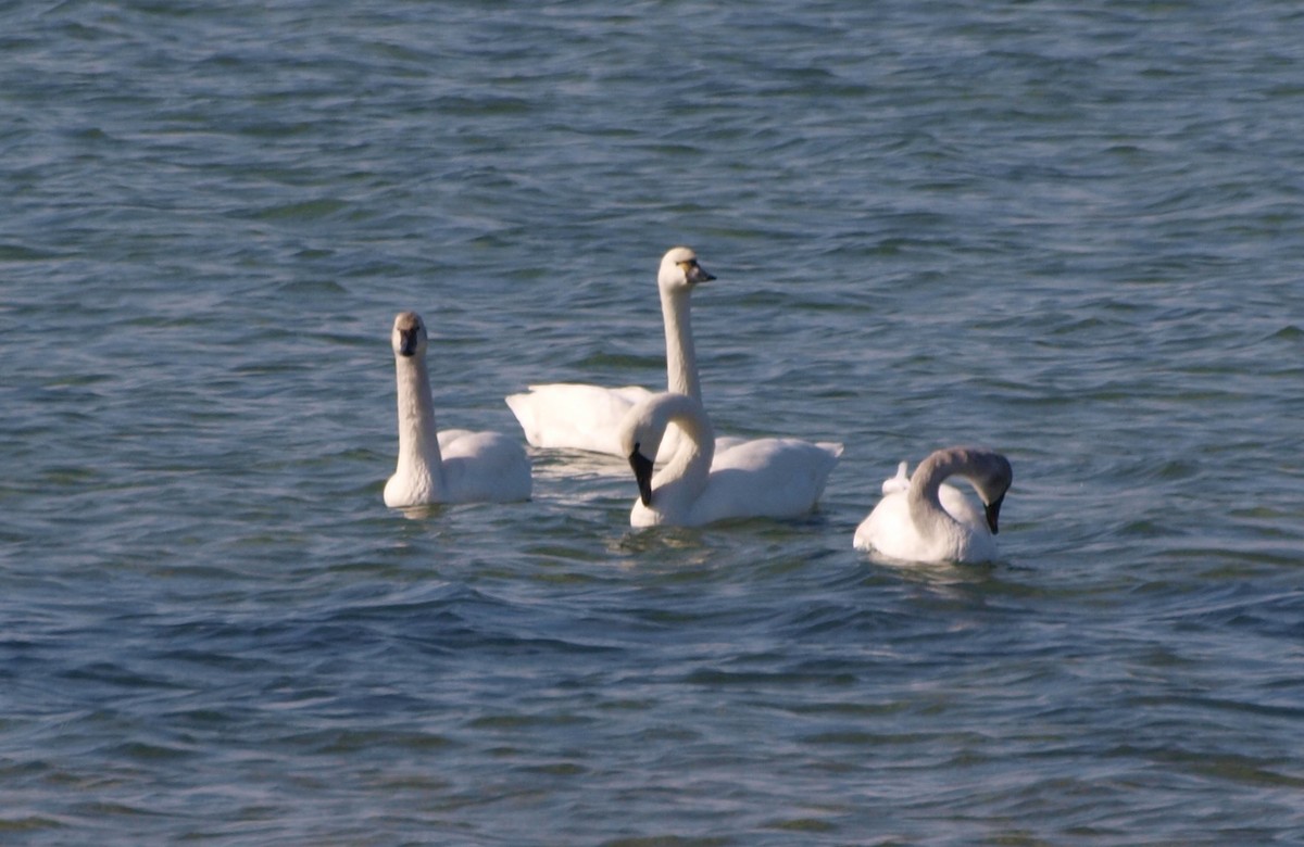 Tundra Swan - ML318991291