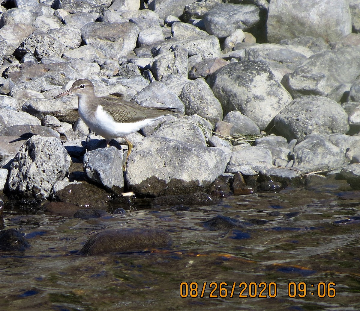 Spotted Sandpiper - ML318992031