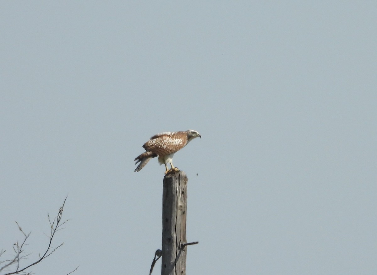 Red-tailed Hawk (Krider's) - ML318993571