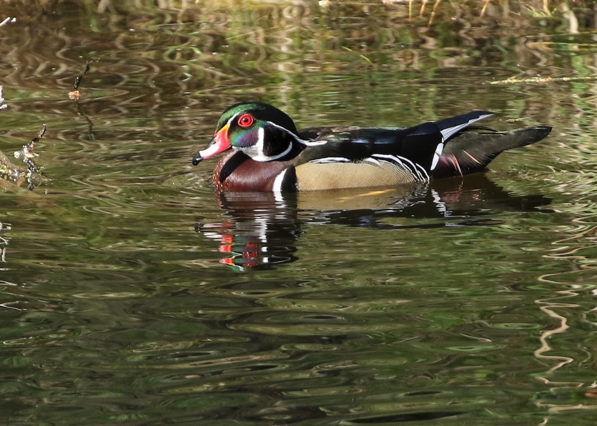 Wood Duck - ML318996071