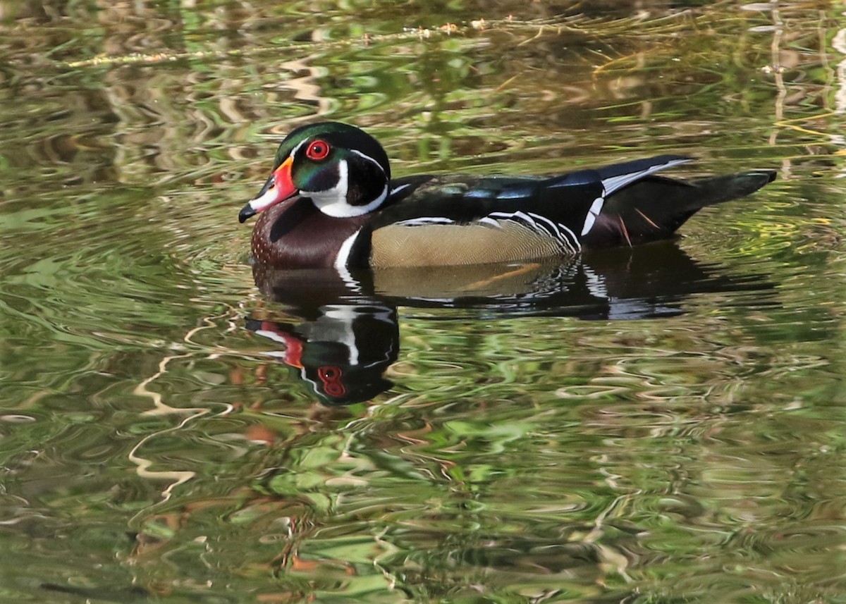 Wood Duck - ML318996091
