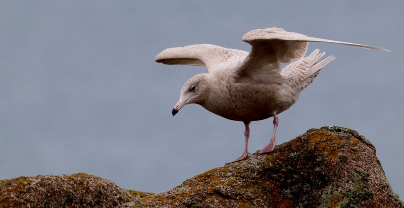 Glaucous Gull - Kris Webb