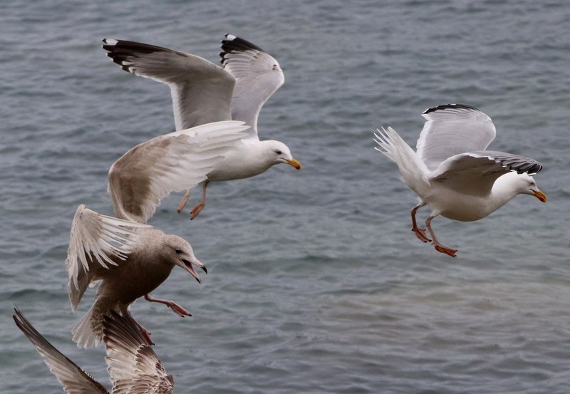 Herring Gull - ML318997321