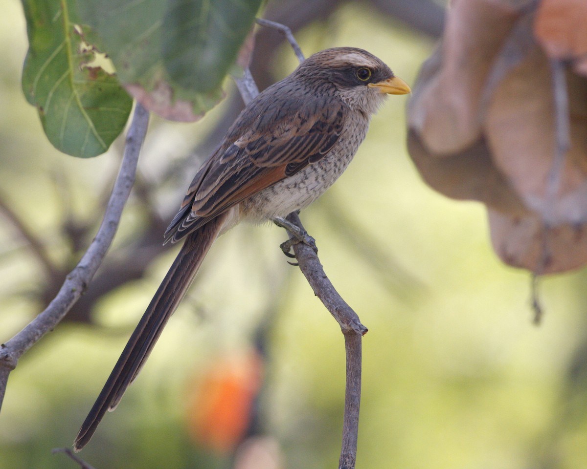 Yellow-billed Shrike - Håvar Hveding