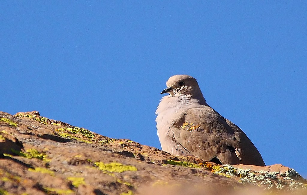 Golden-spotted Ground Dove - Pablo Andrés Cáceres Contreras