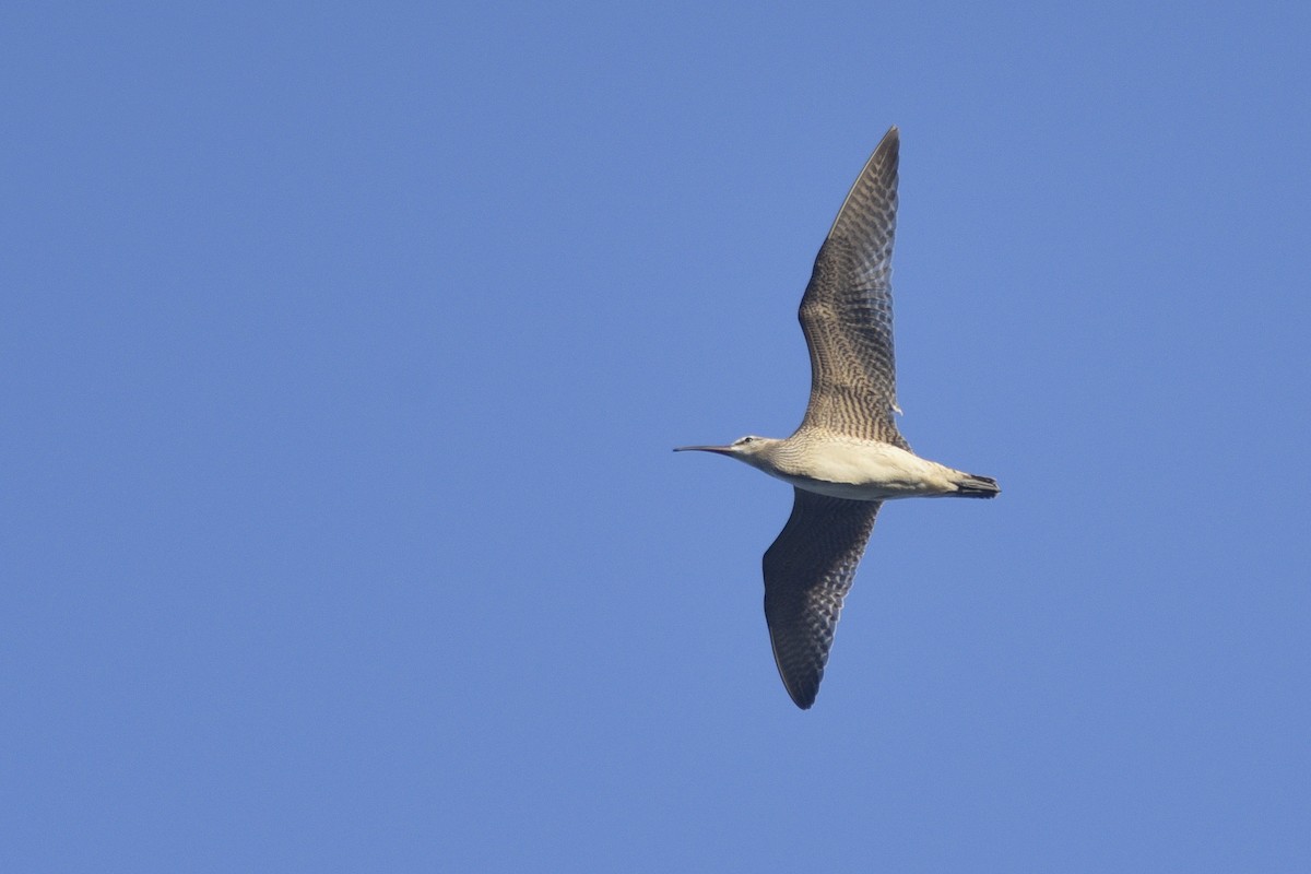 koliha malá (ssp. hudsonicus) - ML319000761