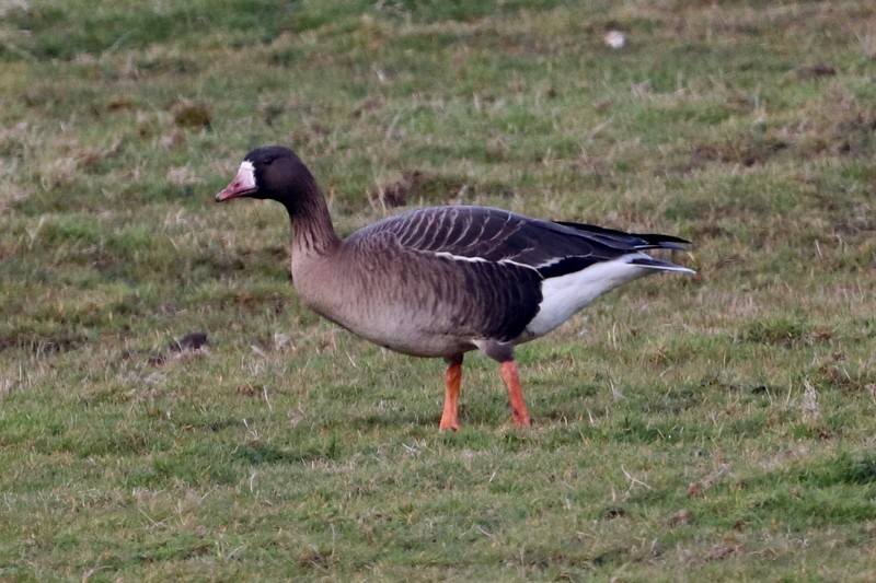 Greater White-fronted Goose - ML319001071