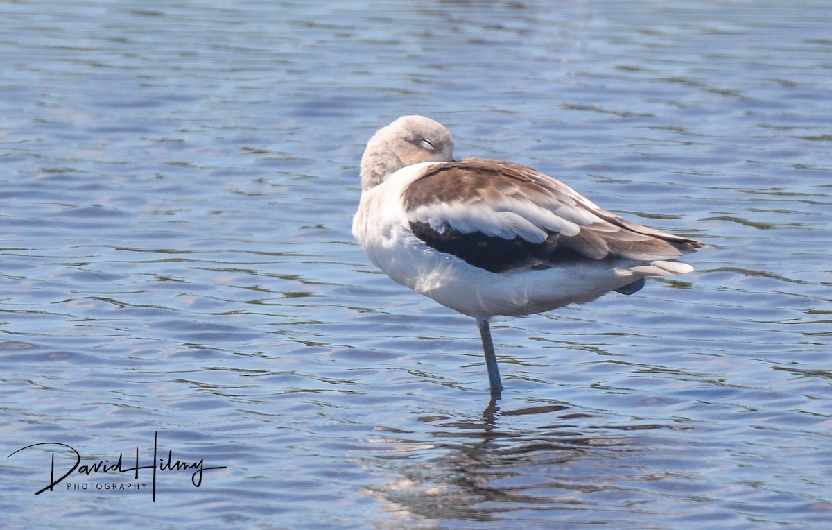 Avoceta Americana - ML319002821