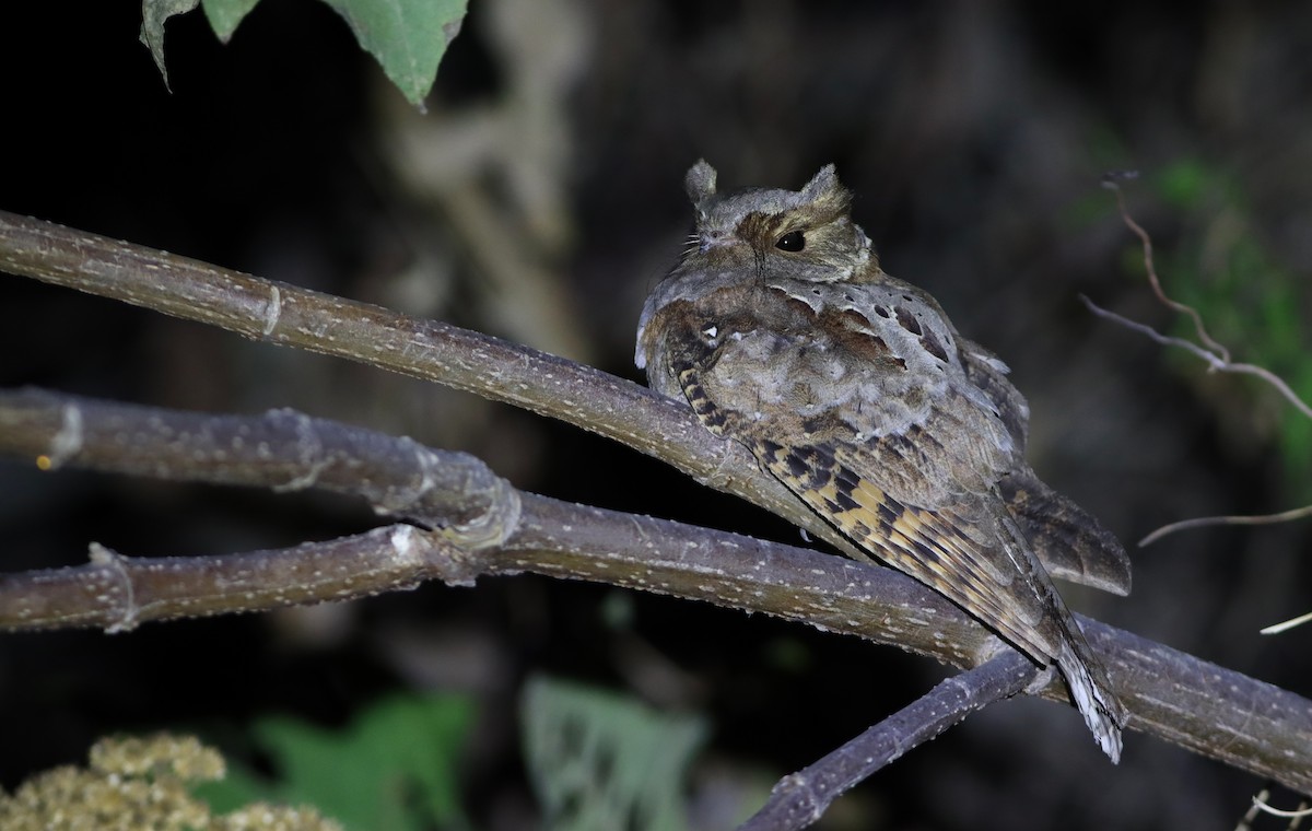Eared Poorwill - Luke Seitz