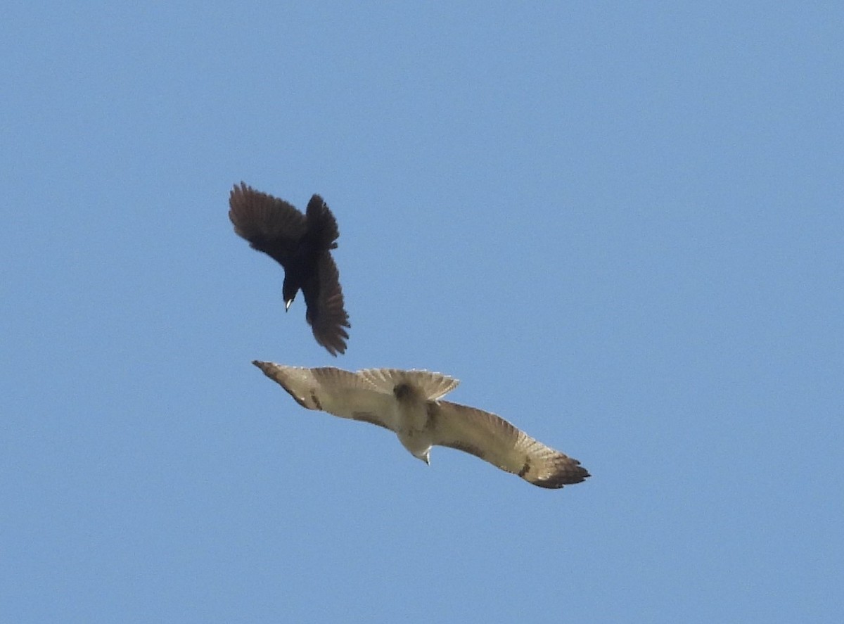 Red-tailed Hawk (Krider's) - ML319003111