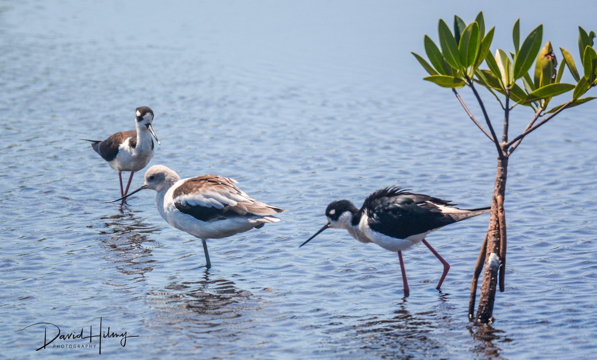 Avoceta Americana - ML319003151