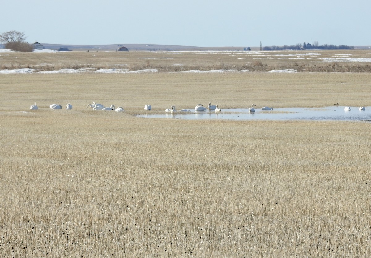 Tundra Swan - ML319004081