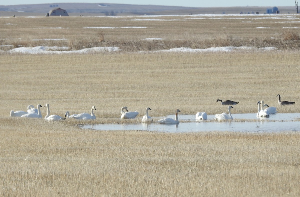 Tundra Swan - ML319004111