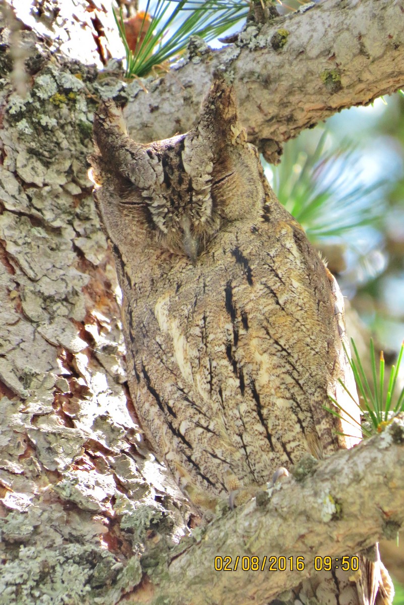 Eurasian Scops-Owl - ML31900531