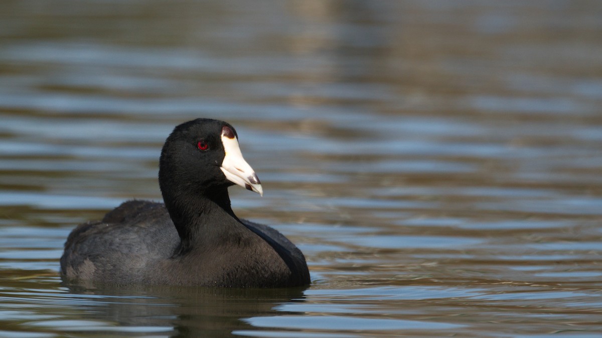 American Coot - Kelsey Wellons