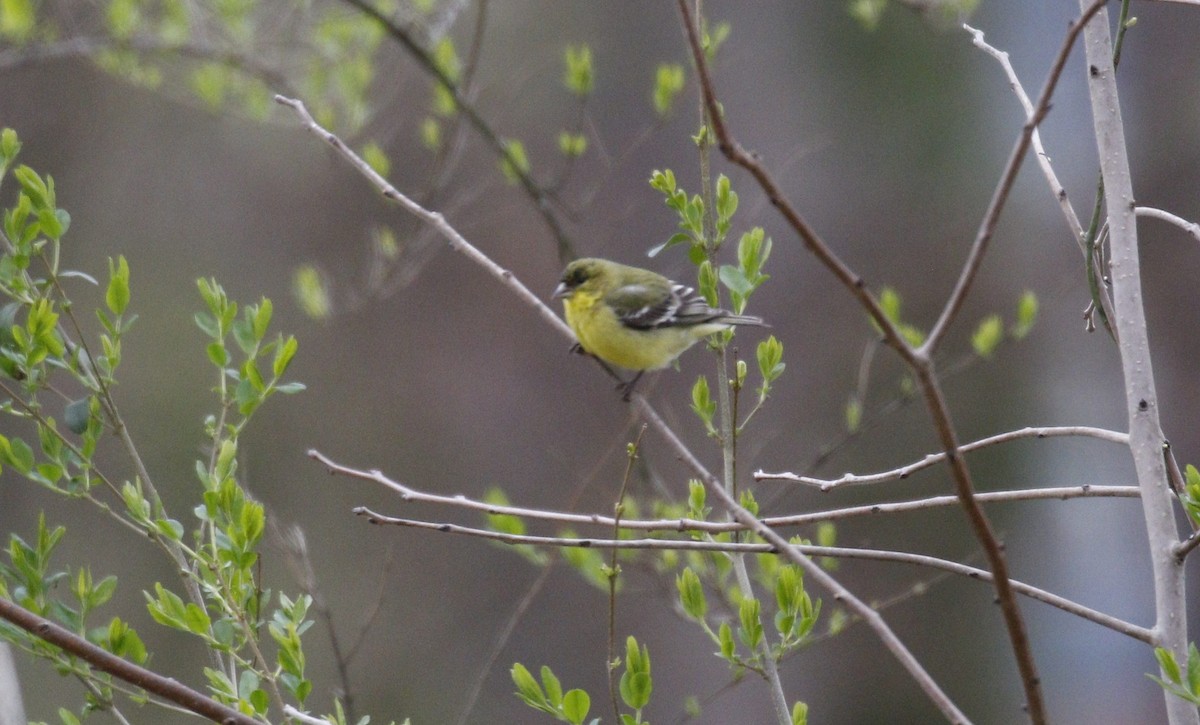 Lesser Goldfinch - ML319011561