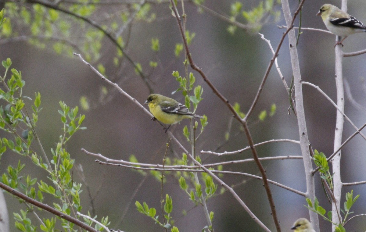 Lesser Goldfinch - ML319011581