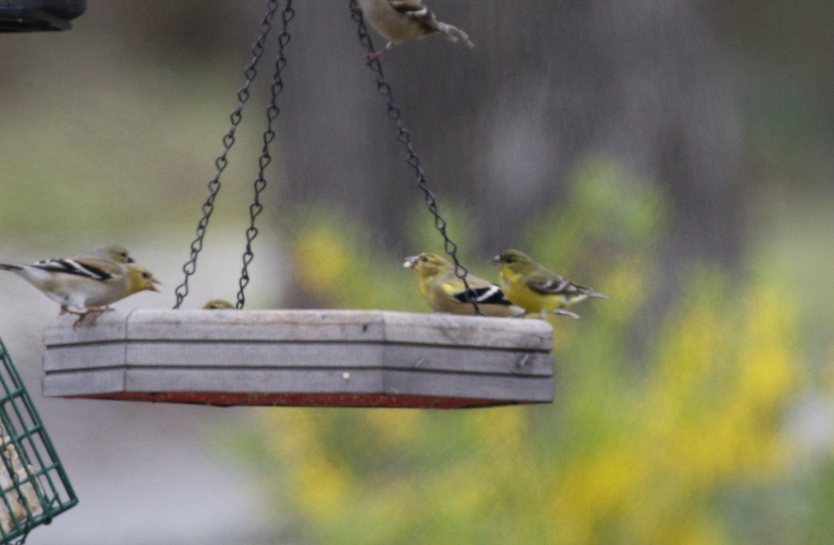 Lesser Goldfinch - ML319011591